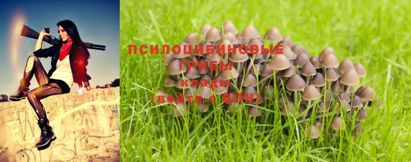 ссылка на мегу как зайти  наркотики  Ветлуга  Псилоцибиновые грибы Psilocybine cubensis 